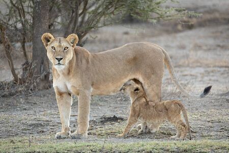 Single adult Lioness standing alert as her cub continues to suckle Ndutu Tanzaniaの写真素材
