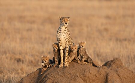 Adult female Cheetah with her four small cubs sitting on a termite mound in the Serengeti National Park Tanzaniaの写真素材
