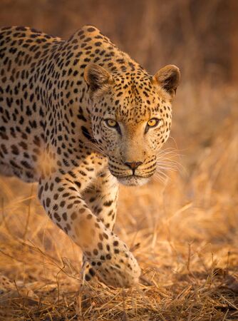 Adult male Leopard alert and stalking head on in Kruger Park South Africaの写真素材
