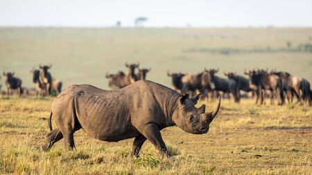 One adult black rhino with big horn walking with wildebeest watching in Masai Mara Kenyaの写真素材