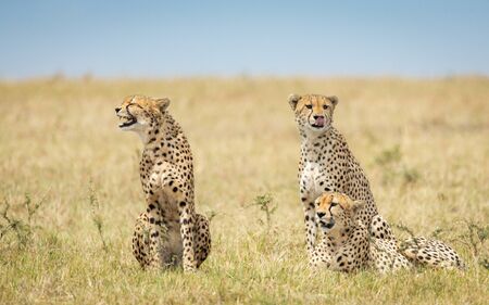 Three adult cheetah brothers sitting in the Masai Mara savannah in Kenya