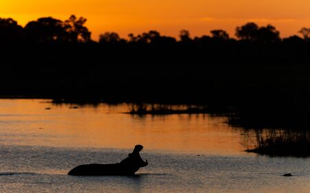 Hippo yawning while standing in the dam at sunset in Kruger National Park South Africa