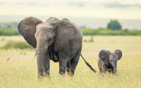 Mother and baby elephant walking together with their ears open in the Masai Mara plains Kenyaの写真素材