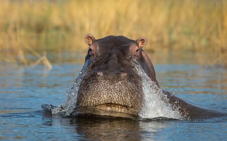 Vertical portrait of a hippo with a closeup on his head in warm yellow afternoon light in Chobe River Botswanaの写真素材