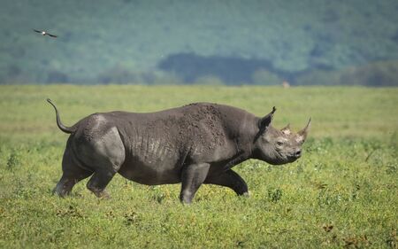 One adult black rhino walking through Ngorongoro Crater plains in Tanzaniaの写真素材