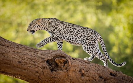 Horizontal shot of female leopard climbing a tree in Samburu Reserve in Kenya