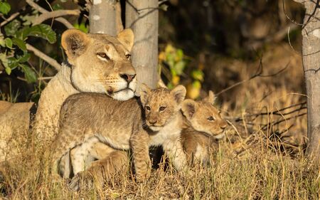 One adult lioness and her two lion cubs resting on grass under a tree in full sunlight in Savuti Botswanaの写真素材