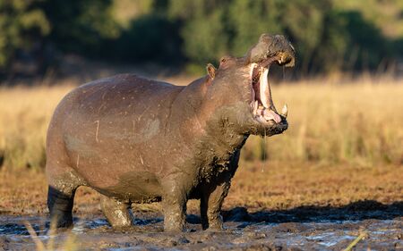 One adult hippo standing in mud with his body covered in mud and mouth wide open in warm afternoon light in Chobe River Botswanaの写真素材