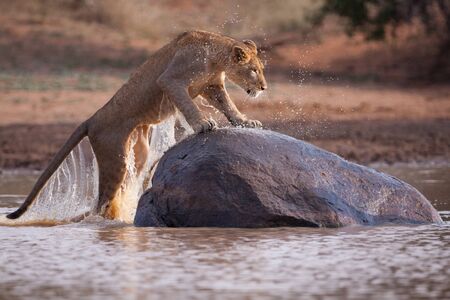One adult female lion jumping out of water to a big rock with water dripping of it's body in golden afternoon light in Kruger Park South Africaの写真素材