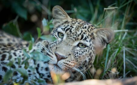 Portrait of an adult leopard with beautiful green eyes lying in green grass in Khwai Okavango Delta...