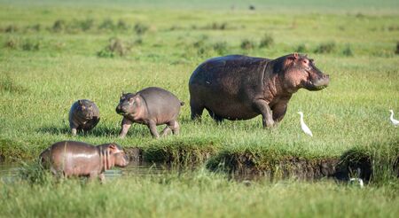 A pod of hippos with three baby hippo and one mother hippo grazing out of water in sunshine in Amboseli National Park Kenyaの写真素材