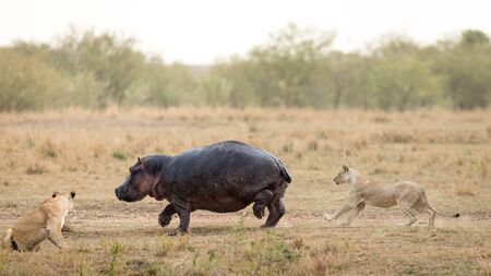 Two lionesses hunting large hippo in the Masai Mara savannah in Kenyaの写真素材