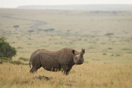 One adult black rhino with big horn side on standing in the Masai Mara savannah in Kenyaの写真素材