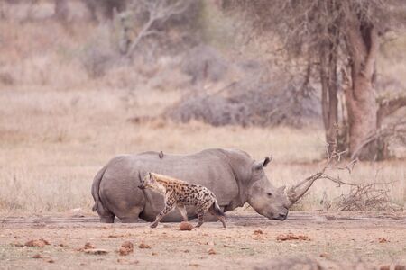 One adult rhino with big horn standing in man made waterhole with a hyaena walking by during the dry season in Kruger Park South Africaの写真素材