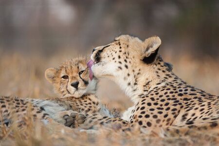 Mother and baby cheetah lying together with the female cheetah licking the little one's face in...