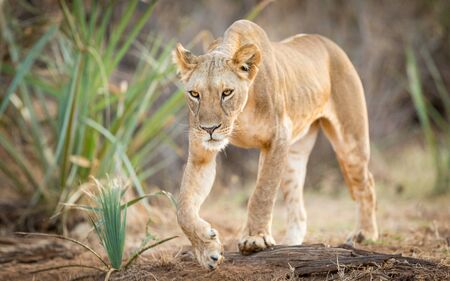 Horizontal full body portrait of a lioness walking in Samburu National Park Kenyaの写真素材
