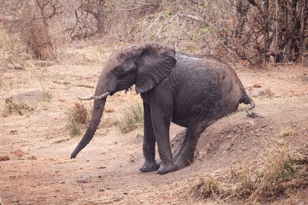Young elephant rubbing its bum on a rough sandy riverbank in Kruger Park South Africaの写真素材