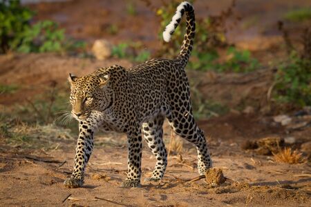 Horizontal portrait of a walking adult leopard with a catch light in its eye and beautiful long...