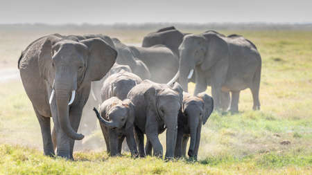 Elephant family walking in middle of day in Amboseli National Park in Kenya