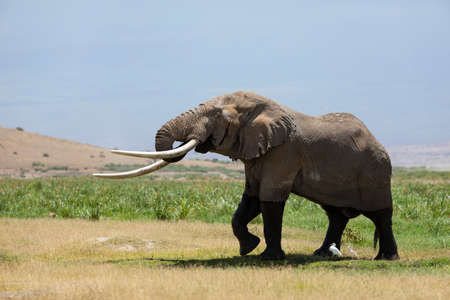 Big elephant with huge tusks walking in open green plains of Amboseli Kenya