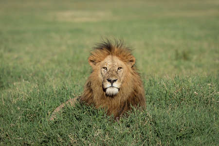 Adult male lion king with beautiful mane lying in green grass looking straight at camera Ngorongoro...