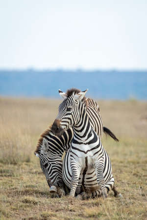 Two adult zebras with one having strange blue eyes interacting in Amboseli National Park in Kenyaの写真素材