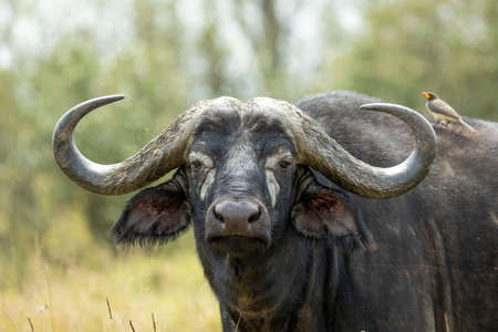 Close up on water buffalo's face looking at camera with ox pecker sitting on its back in Masai Mara Kenyaの写真素材