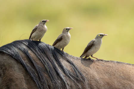 Three birds sitting on a back of an adult wildebeest with beautiful smooth green background in Kruger Park South Africaの写真素材