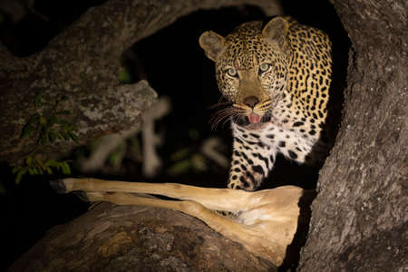 Leopard in tree at night with its impala kill looking alert in Kruger Park in South Africaの写真素材