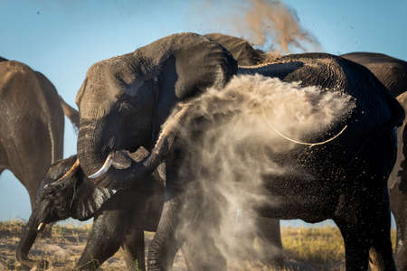 Close up on wet mother and baby dust bathing by throwing sand on their wet bodies on a sunny afternoon in Chobe River Botswanaの写真素材