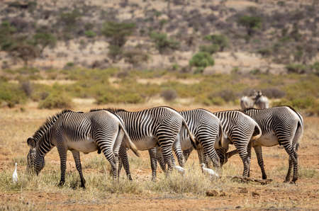 Herd of Grevy's zebra standing in line and eating grass in the Samburu National Reserve Kenyaの写真素材