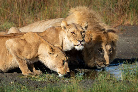Male lion and two female lionesses crouching down to lower level to drink water in late afternoon sun in Ndutu Tanzaniaの写真素材