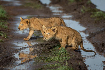 Pair of baby lions walking over muddy car tracks in Serengeti National Park Tanzaniaの写真素材