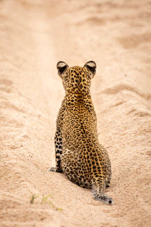 Leopard cub sitting upright in sand with his back to camera in Kruger Park South Africaの写真素材