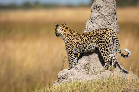 Leopard standing by a tall termite mound looking into the plains of Moremi Game Reserve in Botswana