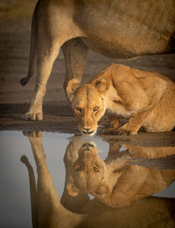 Vertical water reflection of lioness drinking looking at camera with male lion standing over her in Ndutu in Tanzaniaの写真素材