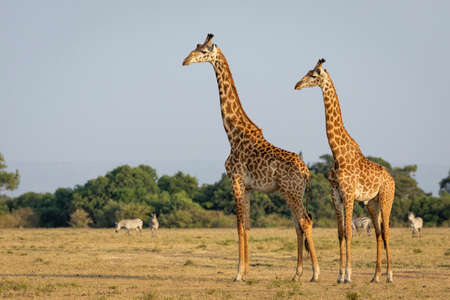 Two tall male giraffe standing alert near a small herd of zebra in Masai Mara in Kenyaの写真素材