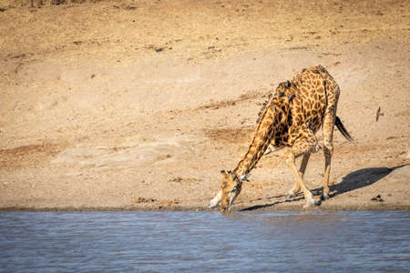 A thirsty male giraffe with ox peckers bending down at the edge of river drinking water in sunshine in Kruger Parkの写真素材