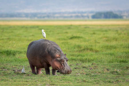 Adult hippo eating grass in vast open plains of Amboseli National Park in Kenyaの写真素材