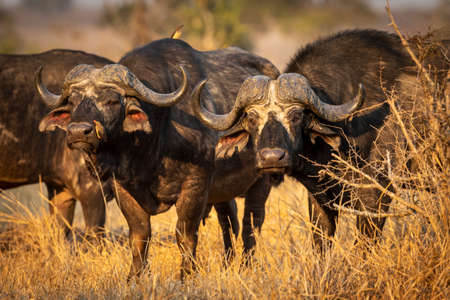 Buffalo herd standing in golden afternoon light in Kruger Park in South Africaの写真素材