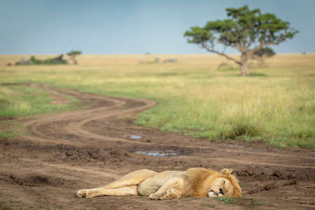 Horizontal landscape with male lion lying down in the road in the foreground in Serengeti in Tanzaniaの写真素材