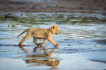 Baby lion cub running through shallow water in Ndutu in Tanzania