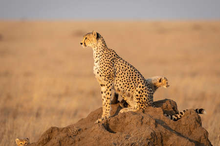 Cheetah mother and baby cheetahs sitting on a termite mound in golden afternoon light looking alert in Serengeti Tanzaniaの写真素材
