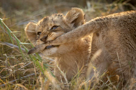 Cute and small baby lion playfully pulling its brother's tail with its teeth in Kruger Park in South...