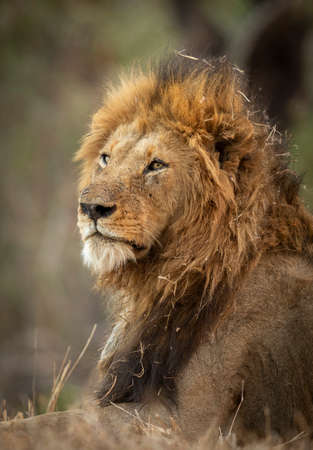 Vertical portrait of a male lion looking alert with its mane covered with dry grass in Kruger Park in South Africaの写真素材