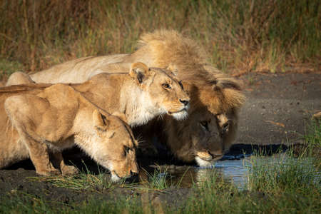 Two lionesses and one male lion drinking water together in Ndutu in Tanzaniaの写真素材