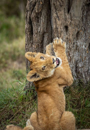 Lion cub with its paws resting on a tree while looking back at the camera in a comical pose in Masai Mara in Kenyaの写真素材