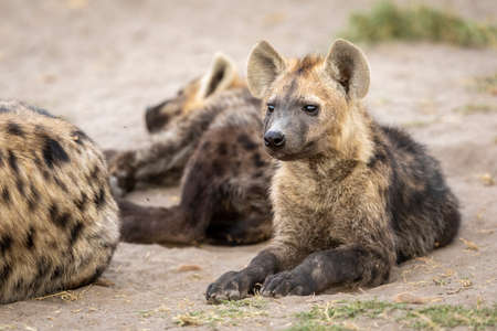 Baby hyena lying down looking alert amongst its clan in Savuti in Botswanaの写真素材