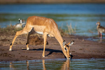 Female impala standing at the edge of water drinking in Chobe River in Botswanaの写真素材