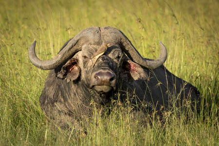 Buffalo lying in green grass with red billed ox pecker sitting on its nose in Masai Mara in Kenyaの写真素材
